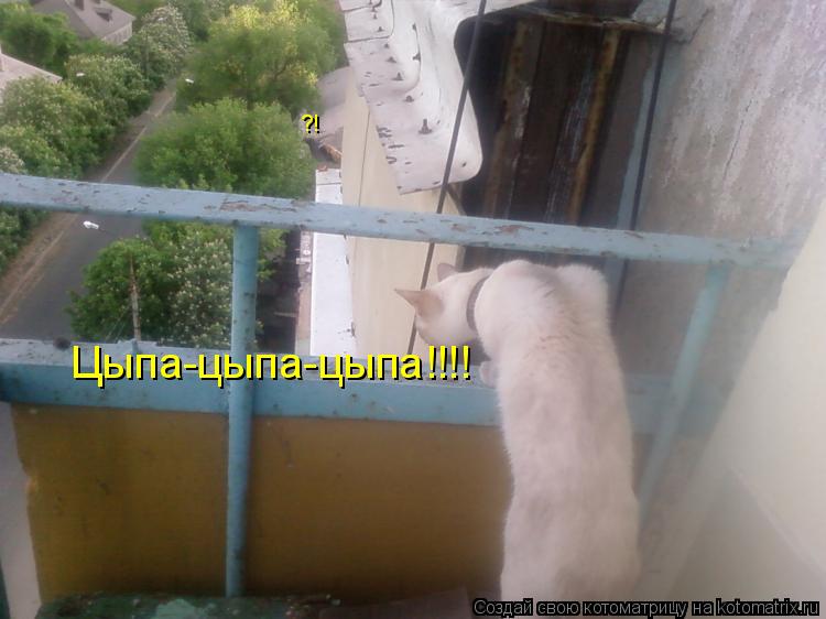 Котоматрица: ?! Цыпа-цыпа-цыпа!!!!