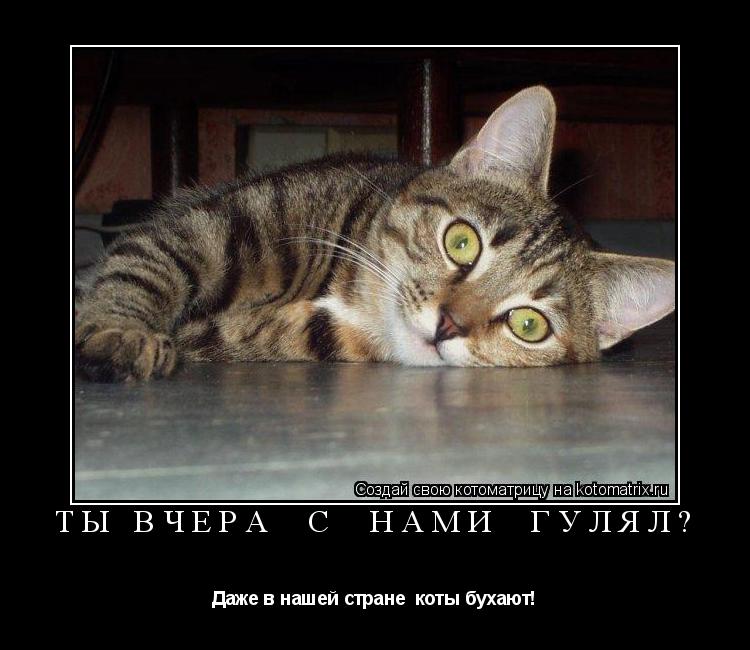 Ты вчера с нами гулял? Даже в нашей стране коты бухают!... Котоматрица: Ты вчера с нами гулял? Даже в нашей стране коты бухают!