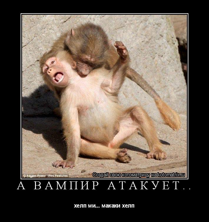 а вампир атакует.. хелп ми... макаки хелп... Котоматрица: а вампир атакует.. хелп ми... макаки хелп