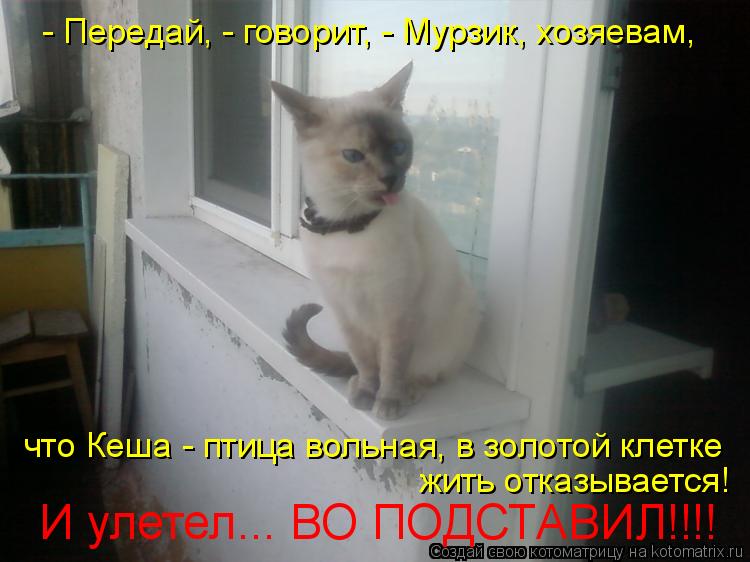 Котоматрица: - Передай, - говорит, - Мурзик, хозяевам,  что Кеша - птица вольная, в золотой клетке жить отказывается! И улетел... ВО ПОДСТАВИЛ!!!!