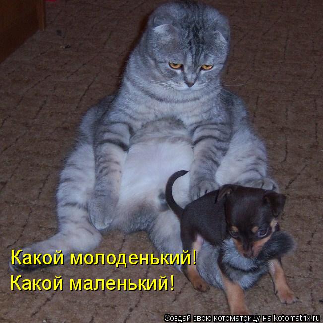 Какой маленький! Какой молоденький!... Котоматрица: Какой маленький! Какой молоденький!