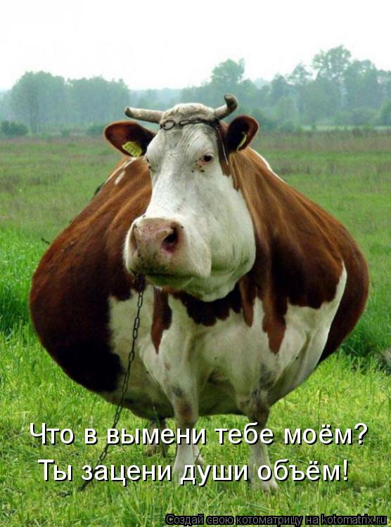 Котоматрица: Что в вымени тебе моём? Ты зацени души объём!