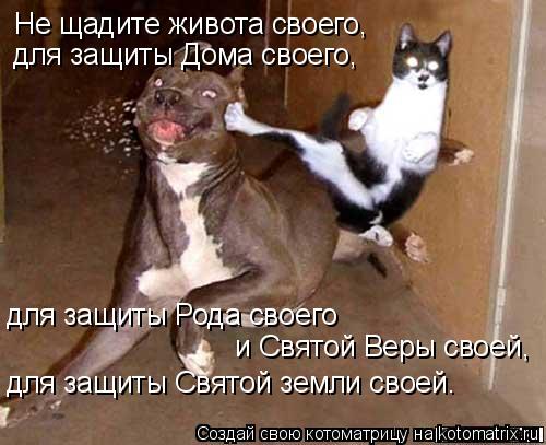 Не щадите живота своего, для защиты Дома своего, для защиты Рода своего и Святой Веры своей, для ... Котоматрица: Не щадите живота своего, для защиты Дома своего, для защиты Рода своего и Святой Веры своей, для защиты Святой земли своей.