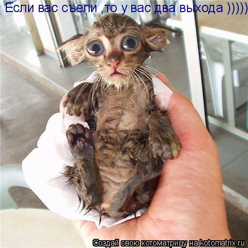 Если вас съели ,то у вас два выхода )))))))))))))))))))))))))))... Котоматрица: Если вас съели ,то у вас два выхода )))))))))))))))))))))))))))