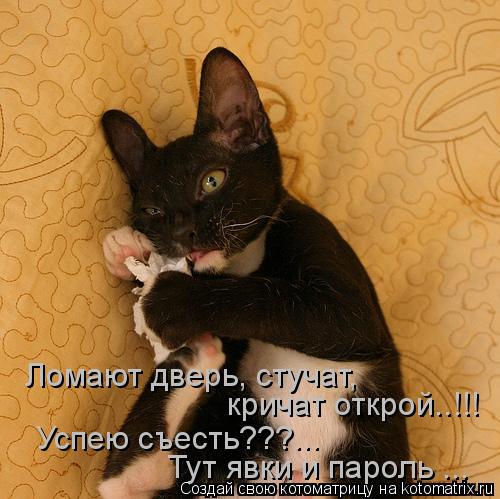 Котоматрица: Ломают дверь, стучат,  кричат открой..!!! Успею съесть???...   Тут явки и пароль ...