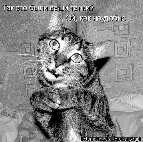 Так это были ваши тапки? Ой, как неудобно...... Котоматрица: Так это были ваши тапки? Ой, как неудобно...