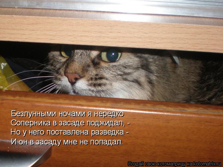 Безлунными ночами я нередко Соперника в засаде поджидал, - Но у него поставлена разведка - И он в зас... Котоматрица: Безлунными ночами я нередко Соперника в засаде поджидал, - Но у него поставлена разведка - И он в засаду мне не попадал.