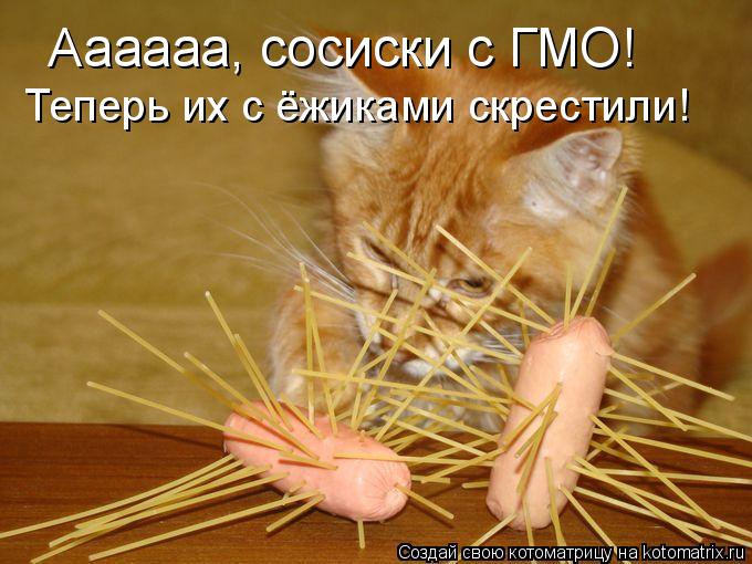 Аааааа, сосиски с ГМО! Теперь их с ёжиками скрестили!... Котоматрица: Аааааа, сосиски с ГМО! Теперь их с ёжиками скрестили!