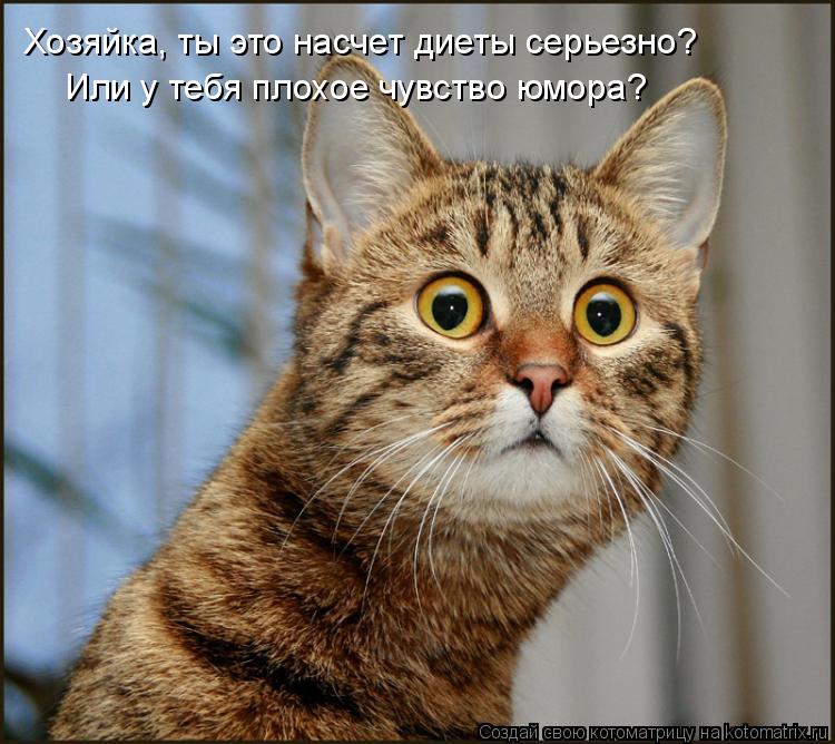 Хозяйка, ты это насчет диеты серьезно? Или у тебя плохое чувство юмора?... Котоматрица: Хозяйка, ты это насчет диеты серьезно? Или у тебя плохое чувство юмора?