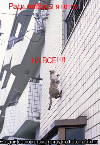 Ради колбасы я готов НА ВСЕ!!!!!... Котоматрица: Ради колбасы я готов НА ВСЕ!!!!!