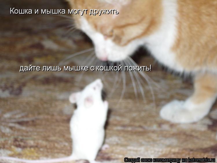 Кошка и мышка могут дружить дайте лишь мышке с кошкой пожить!... Котоматрица: Кошка и мышка могут дружить дайте лишь мышке с кошкой пожить!