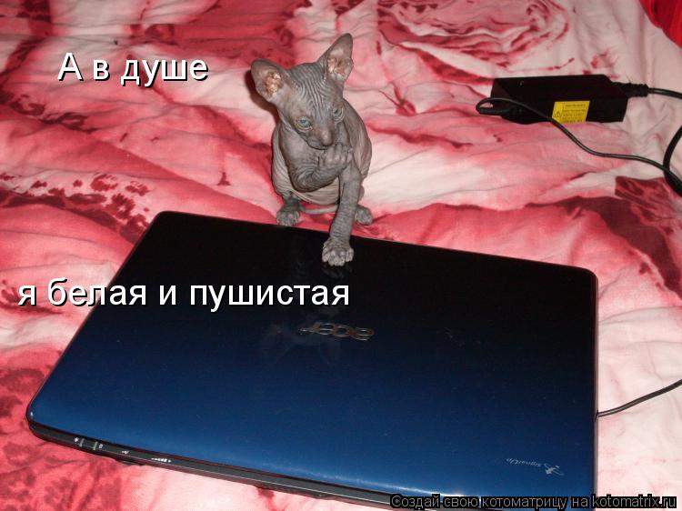 А в душе я белая и пушистая... Котоматрица: А в душе я белая и пушистая
