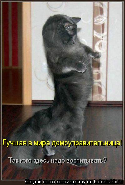 Лучшая в мире домоуправительница! Так кого здесь надо воспитывать?... Котоматрица: Лучшая в мире домоуправительница! Так кого здесь надо воспитывать?