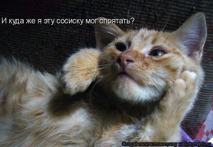 И куда же я эту сосиску мог спрятать?... Котоматрица: И куда же я эту сосиску мог спрятать?