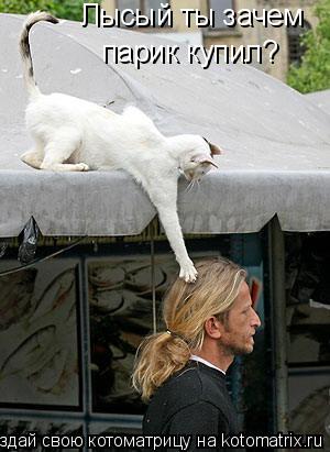 Лысый ты зачем парик купил?... Котоматрица: Лысый ты зачем парик купил?