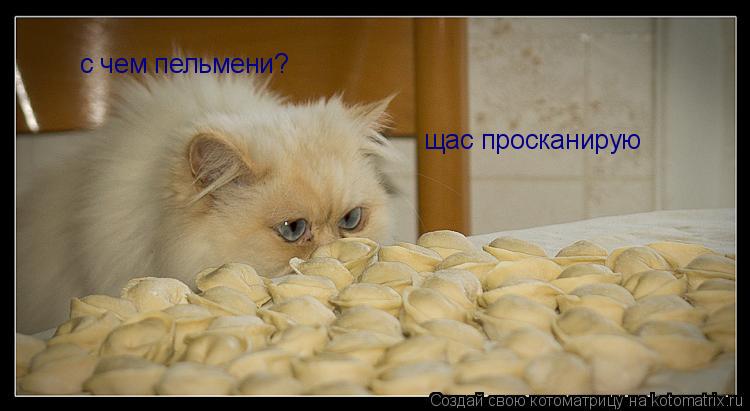 с чем пельмени? щас просканирую... Котоматрица: с чем пельмени? щас просканирую