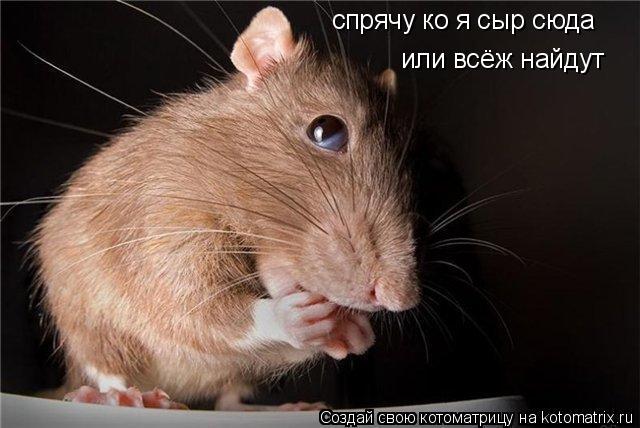 спрячу ко я сыр сюда или всёж найдут... Котоматрица: спрячу ко я сыр сюда или всёж найдут