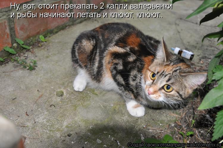 Ну, вот, стоит прекапать 2 капли валерьянки и рыбы начинают летать и клюют, клюют..... Котоматрица: Ну, вот, стоит прекапать 2 капли валерьянки и рыбы начинают летать и клюют, клюют..