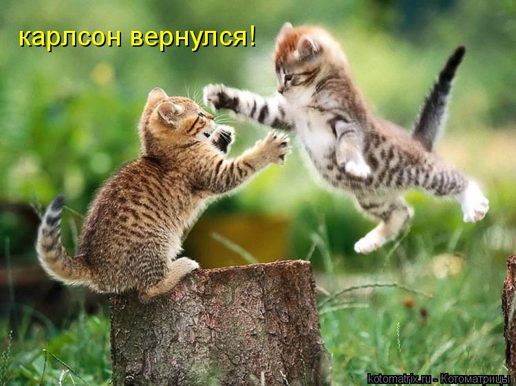 карлсон вернулся!... Котоматрица: карлсон вернулся!