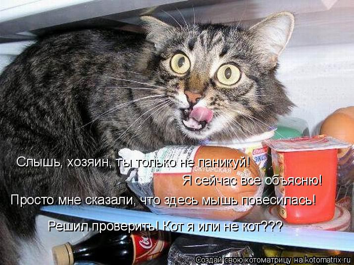 Котоматрица: Слышь, хозяин, ты только не паникуй!  Я сейчас все объясню! Просто мне сказали, что здесь мышь повесилась! Решил проверить! Кот я или не кот??? Р