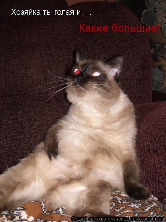 Котоматрица: Хозяйка ты голая и .... Какие большие!