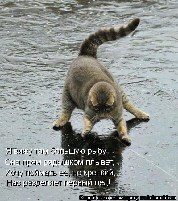 Я вижу там большую рыбу, Она прям рядышком плывет, Нас разделяет первый лед! Хочу поймать ее, но креп... Котоматрица: Я вижу там большую рыбу, Она прям рядышком плывет, Нас разделяет первый лед! Хочу поймать ее, но крепкий,