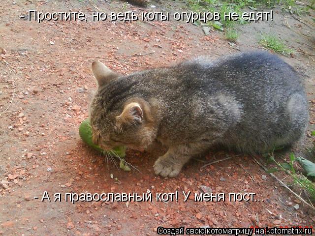 - Простите, но ведь коты огурцов не едят! - А я православный кот! У меня пост...... Котоматрица: - Простите, но ведь коты огурцов не едят! - А я православный кот! У меня пост...