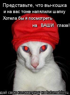 Представьте, что вы-кошка и на вас тоже напялили шапку Хотела бы я посмотреть на ВАШИ глаза!... Котоматрица: Представьте, что вы-кошка и на вас тоже напялили шапку Хотела бы я посмотреть на ВАШИ глаза!