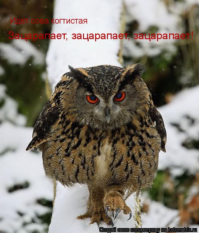 Идет сова когтистая Зацарапает, зацарапает, зацарапает!... Котоматрица: Идет сова когтистая Зацарапает, зацарапает, зацарапает!
