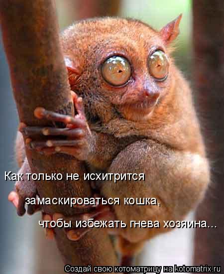 Как только не исхитрится чтобы избежать гнева хозяина... замаскироваться кошка,... Котоматрица: Как только не исхитрится чтобы избежать гнева хозяина... замаскироваться кошка,