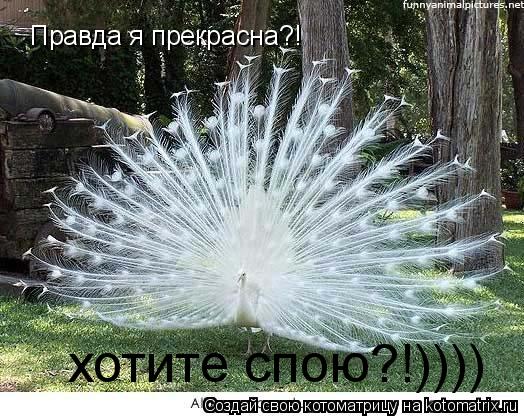 Котоматрица: Правда я прекрасна?! хотите спою?!))))