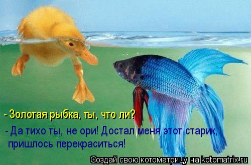 - Золотая рыбка, ты, что ли? - Да тихо ты, не ори! Достал меня этот старик, пришлось перекраситься!... Котоматрица: - Золотая рыбка, ты, что ли? - Да тихо ты, не ори! Достал меня этот старик, пришлось перекраситься!