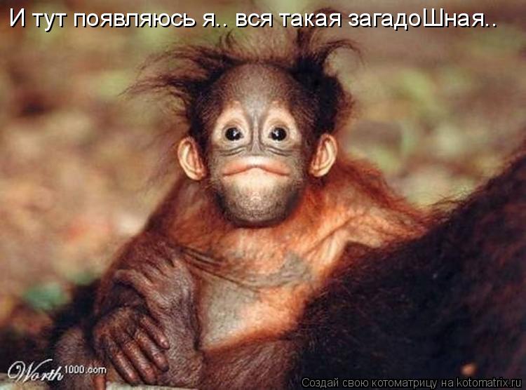 Котоматрица: И тут появляюсь я.. вся такая загадоШная..