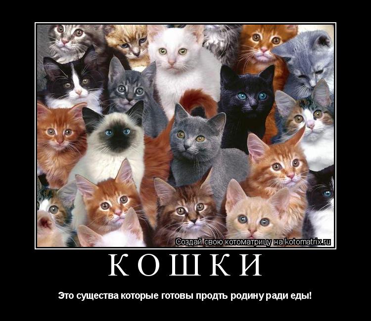 Кошки Это существа которые готовы продть родину ради еды!... Котоматрица: Кошки Это существа которые готовы продть родину ради еды!