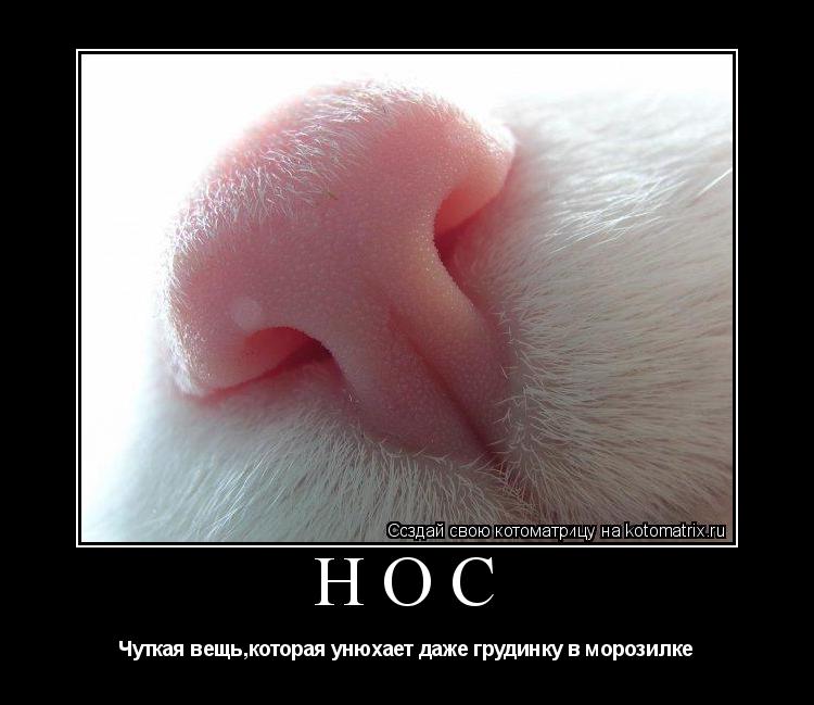 Котоматрица: Нос Чуткая вещь,которая унюхает даже грудинку в морозилке