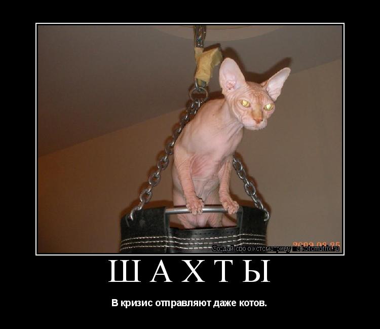 Котоматрица: Шахты В кризис отправляют даже котов.