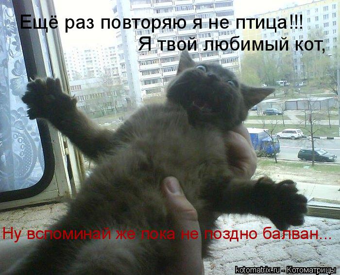 Ещё раз повторяю я не птица!!! Я твой любимый кот, Ну вспоминай же пока не поздно балван...... Котоматрица: Ещё раз повторяю я не птица!!! Я твой любимый кот, Ну вспоминай же пока не поздно балван...