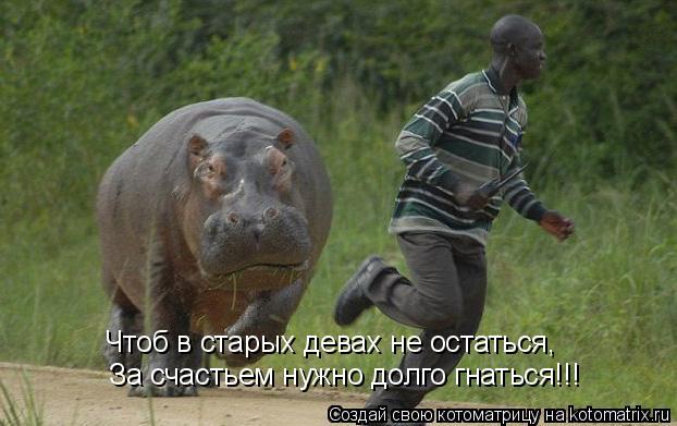 Котоматрица: Чтоб в старых девах не остаться,  За счастьем нужно долго гнаться!!!