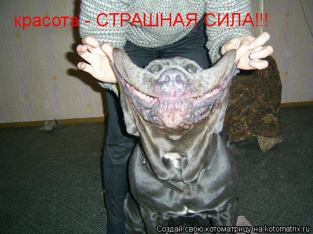 красота - СТРАШНАЯ СИЛА!!!... Котоматрица: красота - СТРАШНАЯ СИЛА!!!