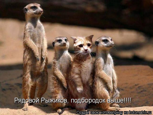 Рядовой Рыжиков, подбородок выше!!!!... Котоматрица: Рядовой Рыжиков, подбородок выше!!!!