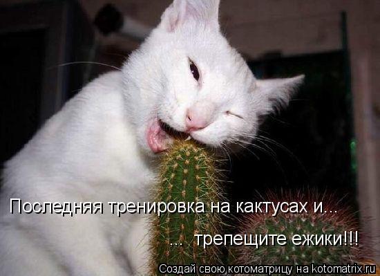 Последняя тренировка на кактусах и... ... трепещите ежики!!!... Котоматрица: Последняя тренировка на кактусах и... ... трепещите ежики!!!