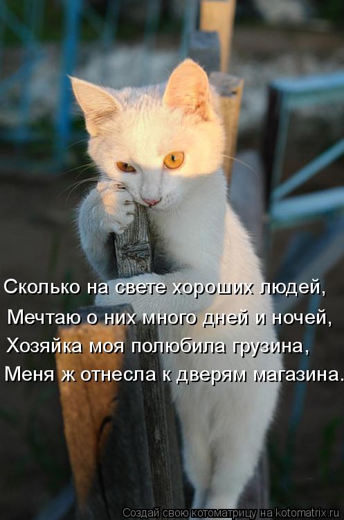 Котоматрица: Мечтаю о них много дней и ночей, Сколько на свете хороших людей, Хозяйка моя полюбила грузина, Меня ж отнесла к дверям магазина.