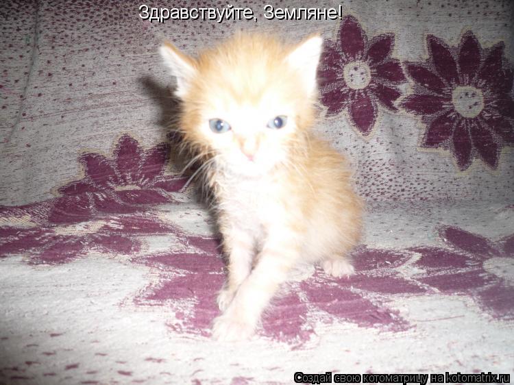 Котоматрица: Здравствуйте, Земляне!