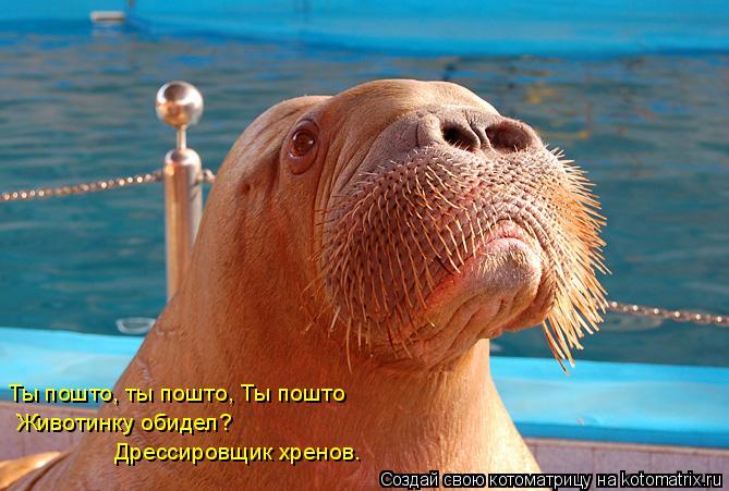 Котоматрица: Ты пошто, ты пошто, Ты пошто Животинку обидел? Дрессировщик хренов.