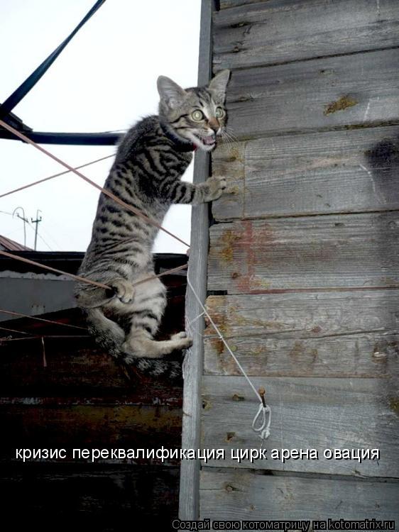 Котоматрица: кризис переквалификация цирк арена овация
