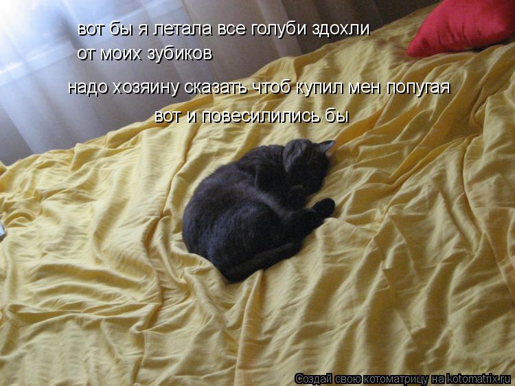 Котоматрица: вот бы я летала все голуби здохли  от моих зубиков надо хозяину сказать чтоб купил мен попугая вот и повесилились бы
