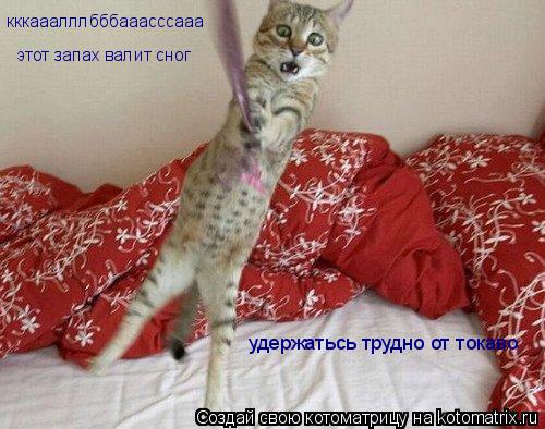 Котоматрица: удержатьсь трудно от токаво кккааалллбббааасссааа этот запах валит сног