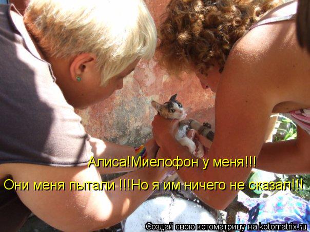 Котоматрица: Алиса!Миелофон у меня!!! Они меня пытали !!!Но я им ничего не сказал!!!