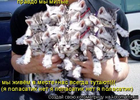 Котоматрица: правдо мы милые мы живём в месте+нас всегда тутают((( (я поласатик нет я поласатик нет я поласатик)