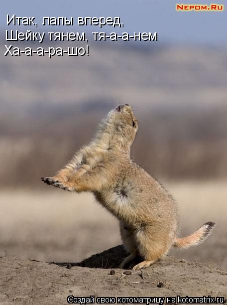 Котоматрица: Итак, лапы вперед, Шейку тянем, тя-а-а-нем Ха-а-а-ра-шо!